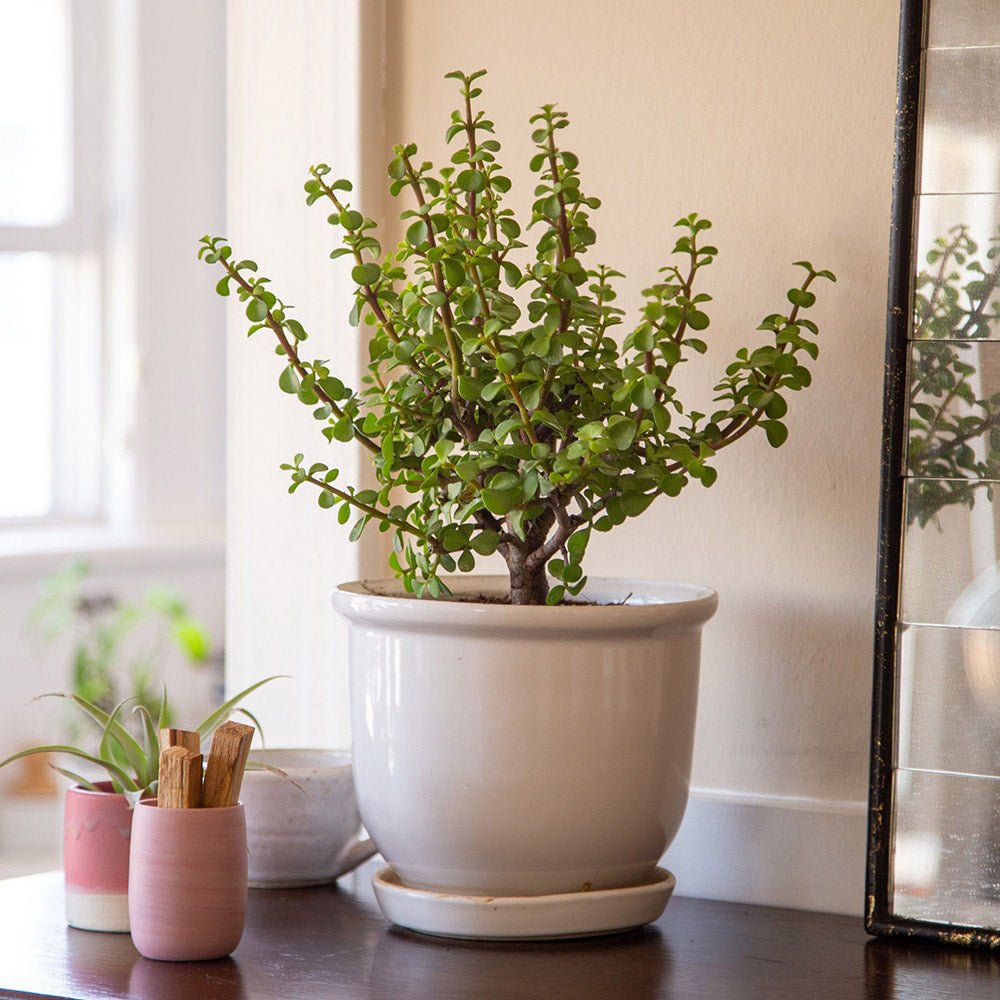 Planta de jad ( Crassula ovata ) - 50 cm - VERDENA-50 cm la livrare, in ghiveci de Ø 30 cm