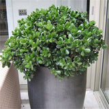Planta de jad ( Crassula ovata ) - 65 cm - VERDENA-65 cm la livrare in ghiveci de Ø 29 cm