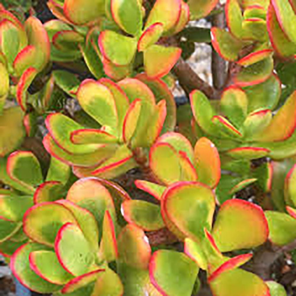 Planta de jad ( Crassula ovata Sunset ) - 60 cm - VERDENA-60 cm la livrare in ghiveci de Ø 30 cm