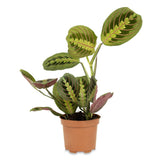 Planta de Rugaciune (Maranta) Fascinator - 25 cm - VERDENA-25 cm inaltime, livrat in ghiveci de 0.9 l