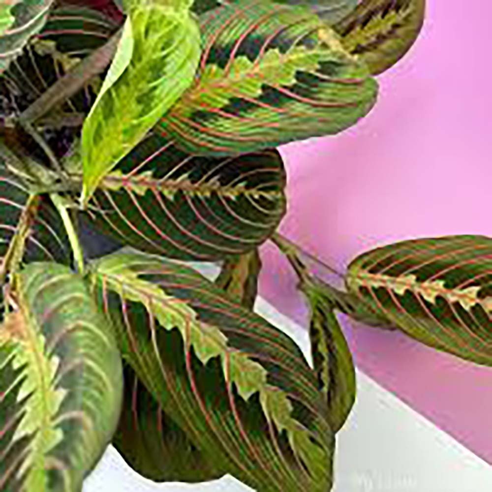 Planta de Rugaciune (Maranta) Fascinator - 25 cm - VERDENA-25 cm inaltime, livrat in ghiveci de 0.9 l