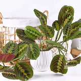 Planta de Rugaciune (Maranta) Fascinator - 35 Cm - VERDENA-35 cm inaltime in ghiveci de 1.2 l