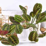 Planta de Rugaciune (Maranta) Fascinator - 40 cm - VERDENA-40 cm inaltime, livrat in ghiveci de 2 l