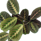 Planta de Rugaciune (Maranta) Fascinator - 40 cm - VERDENA-40 cm inaltime, livrat in ghiveci de 2 l