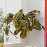 Planta de rugaciune (Maranta leuconeura) Fascinator, 35 cm la livrare, in ghiveci de Ø  12 cm