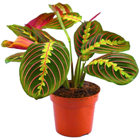 Planta de Rugaciune Tricolor (Maranta) Fascinator - 30-35 cm - VERDENA-30-35 cm inaltime, livrat in ghiveci de 1.2 l