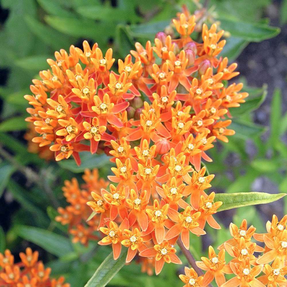 Planta Fluturilor (Asclepias tuberosa), cu flori portocalii vii