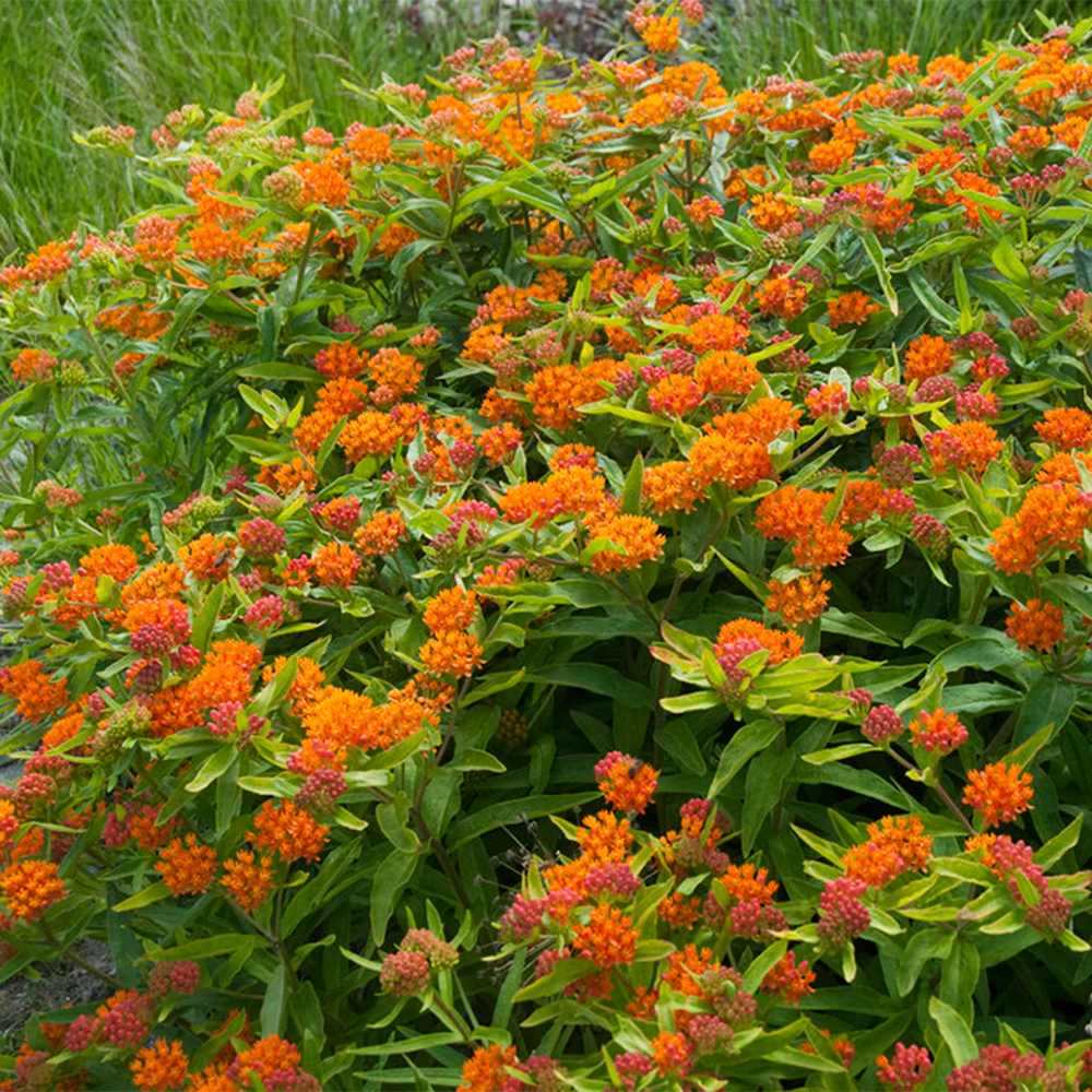 Planta Fluturilor (Asclepias tuberosa), cu flori portocalii vii