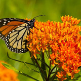 Planta Fluturilor (Asclepias tuberosa), cu flori portocalii vii
