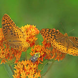 Planta Fluturilor (Asclepias tuberosa), cu flori portocalii vii