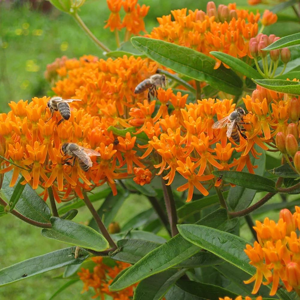 Planta Fluturilor (Asclepias tuberosa), cu flori portocalii vii