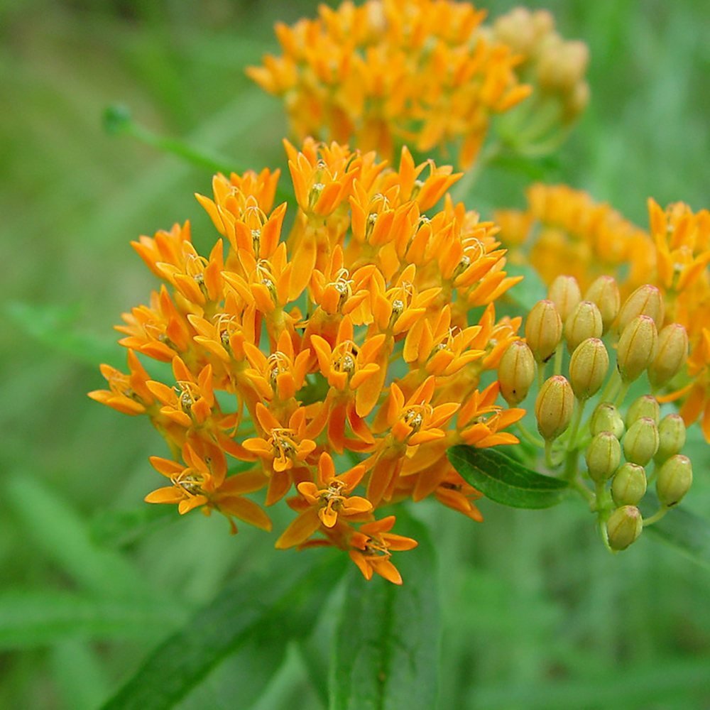 Planta Fluturilor (Asclepias tuberosa), cu flori portocalii vii