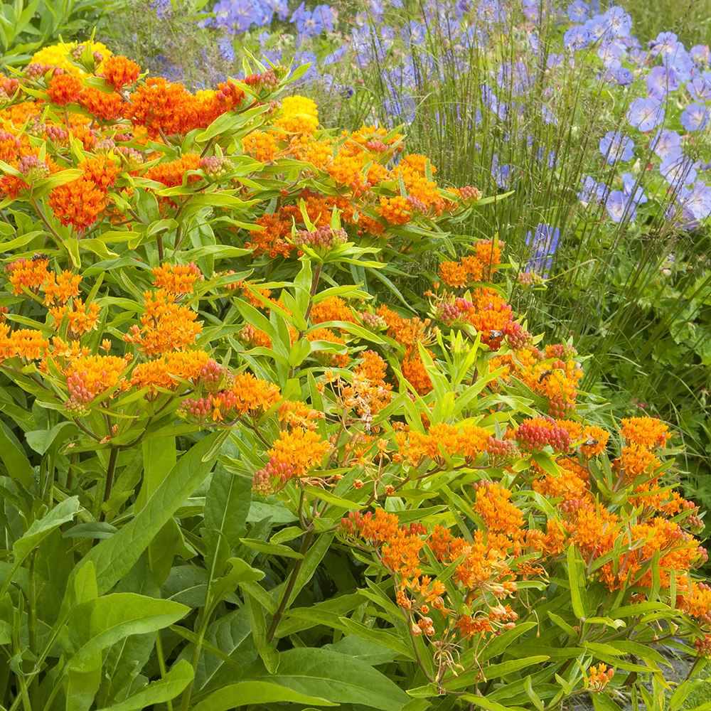 Planta Fluturilor (Asclepias tuberosa), cu flori portocalii vii