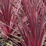 Planta Norocoasa Rosu-Inchis (Cordyline Australis) Paso Doble - VERDENA-40-50 cm inaltime, livrat in ghiveci de 6 l
