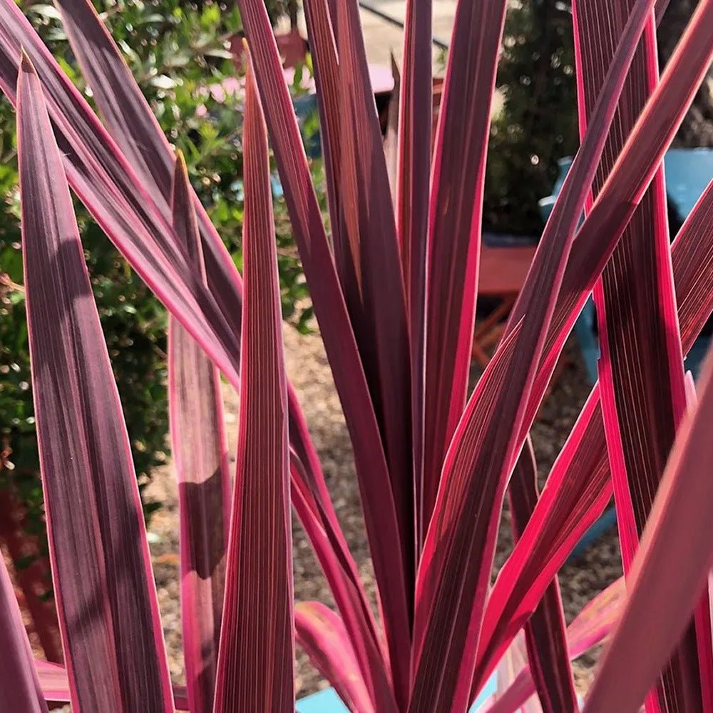 Planta Norocoasa Rosu-Inchis (Cordyline Australis) Paso Doble