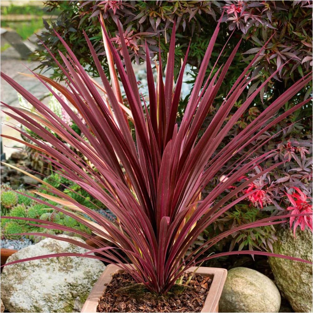 Planta Norocoasa Rosu-Inchis (Cordyline Australis) Paso Doble