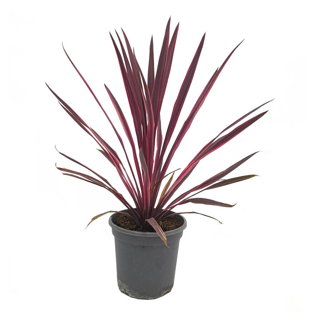 Planta Norocoasa Rosu-Inchis (Cordyline Australis) Paso Doble - VERDENA-40-50 cm inaltime, livrat in ghiveci de 6 l