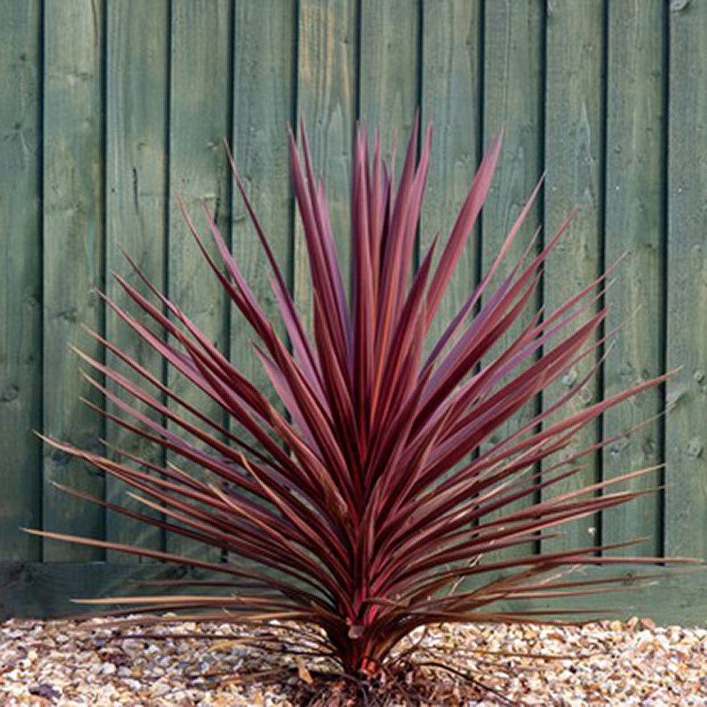 Planta Norocoasa Rosu-Inchis (Cordyline Australis) Paso Doble