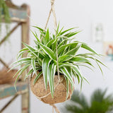 Black Friday - Reduceri Planta Paianjen (Chlorophytum Comosum) Variegatum - 35 cm Promotie