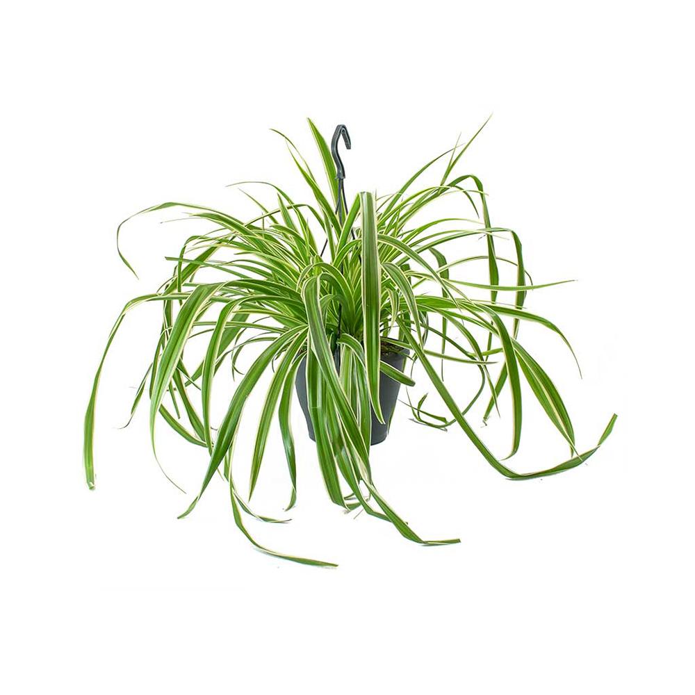 Black Friday - Reduceri Planta Paianjen (Chlorophytum Comosum) Variegatum - 35 cm Promotie