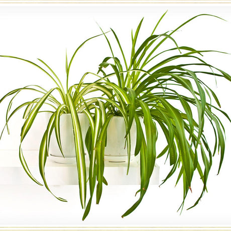 Planta paianjen (Chlorophytum comosum) Variegatum, 20 cm la livrare, in ghiveci de Ø  13 cm
