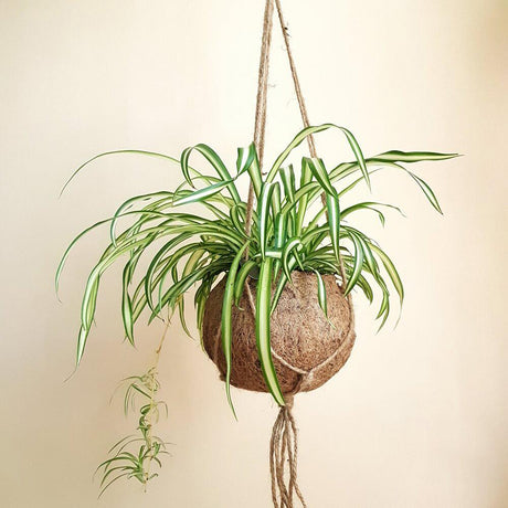 Planta paianjen (Chlorophytum comosum) Variegatum - 25 cm - VERDENA-25 cm inaltime in ghiveci de 1.2 l