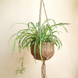 Planta paianjen (Chlorophytum comosum) Variegatum - 25 cm - VERDENA-25 cm inaltime in ghiveci de 1.2 l