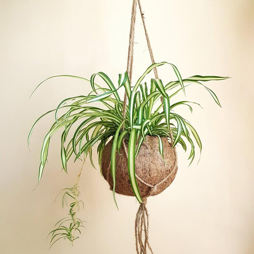 Planta paianjen (Chlorophytum comosum) Vittatum - 50 cm - VERDENA-50 cm inaltime in ghiveci de 1.5 l