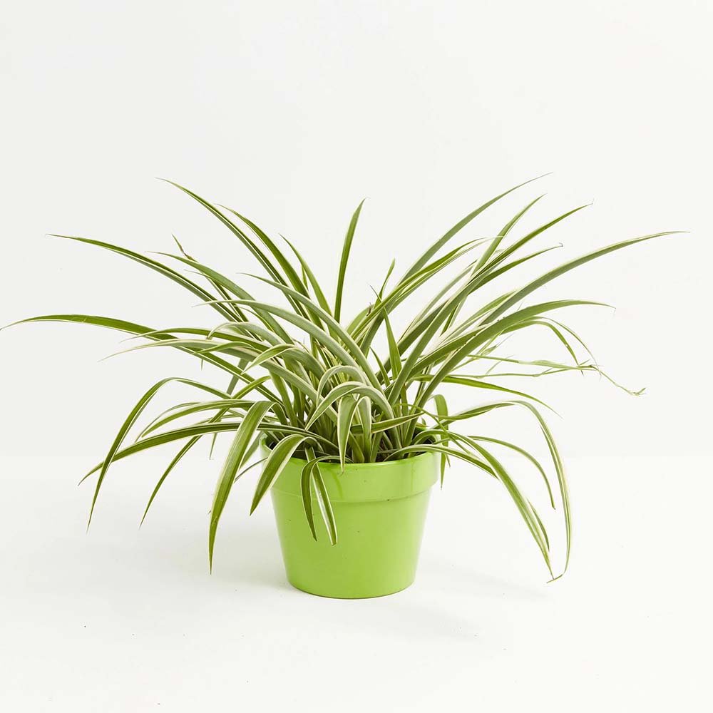 Planta paianjen (Chlorophytum comosum) Vittatum - 50 cm - VERDENA-50 cm inaltime in ghiveci de 1.5 l