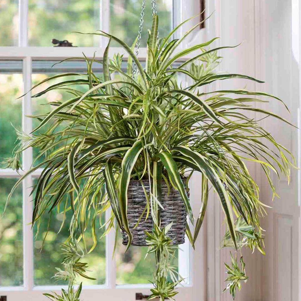 Planta paianjen (Chlorophytum comosum) Vittatum - 65 cm - VERDENA-65 cm inaltime in ghiveci de 6 l