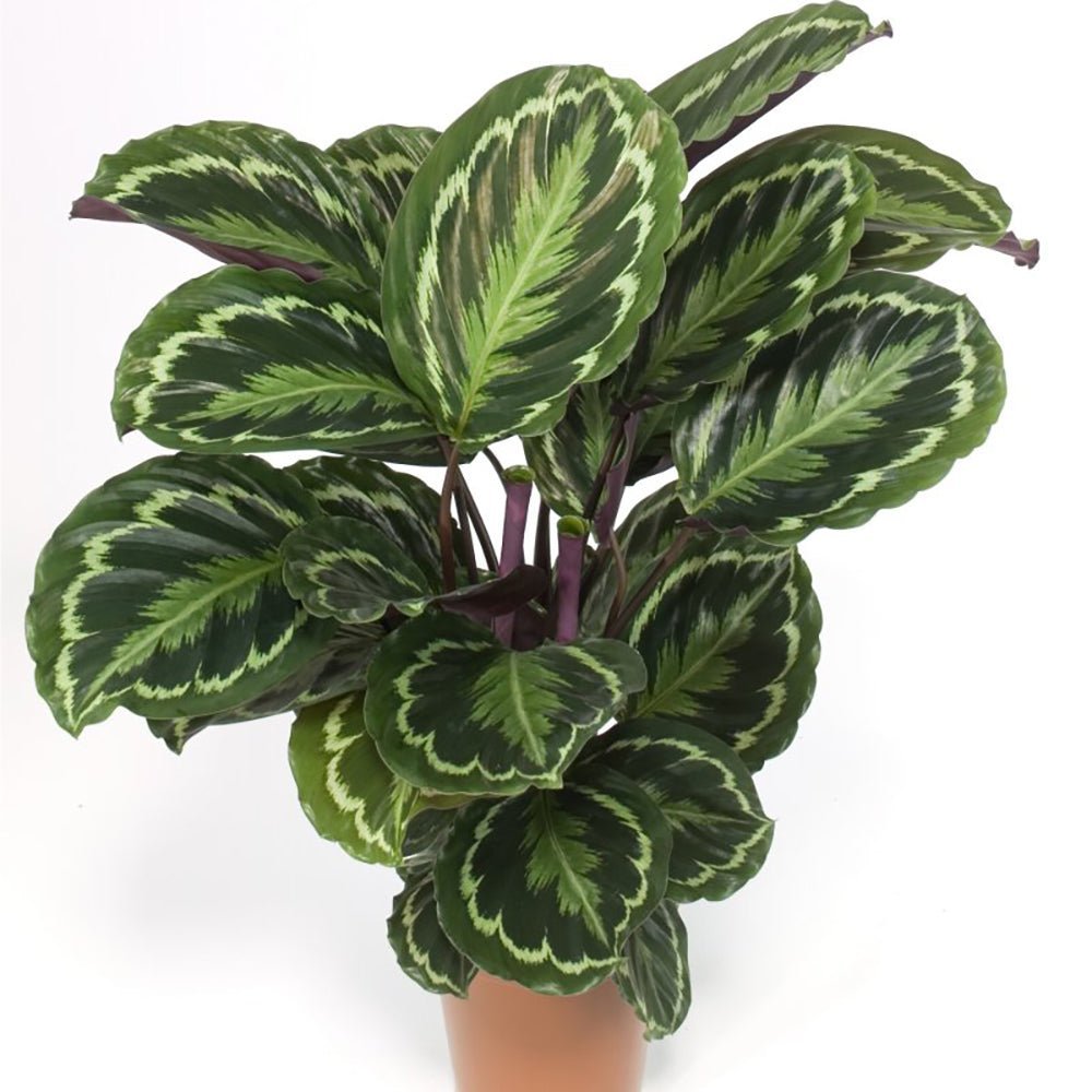 Planta Paun (Calathea Medalion) - 95 cm - VERDENA-95 cm inaltime, livrat in ghiveci de 4.5 l