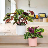 Planta Paun (Calathea Medalion) - 95 cm - VERDENA-95 cm inaltime, livrat in ghiveci de 4.5 l