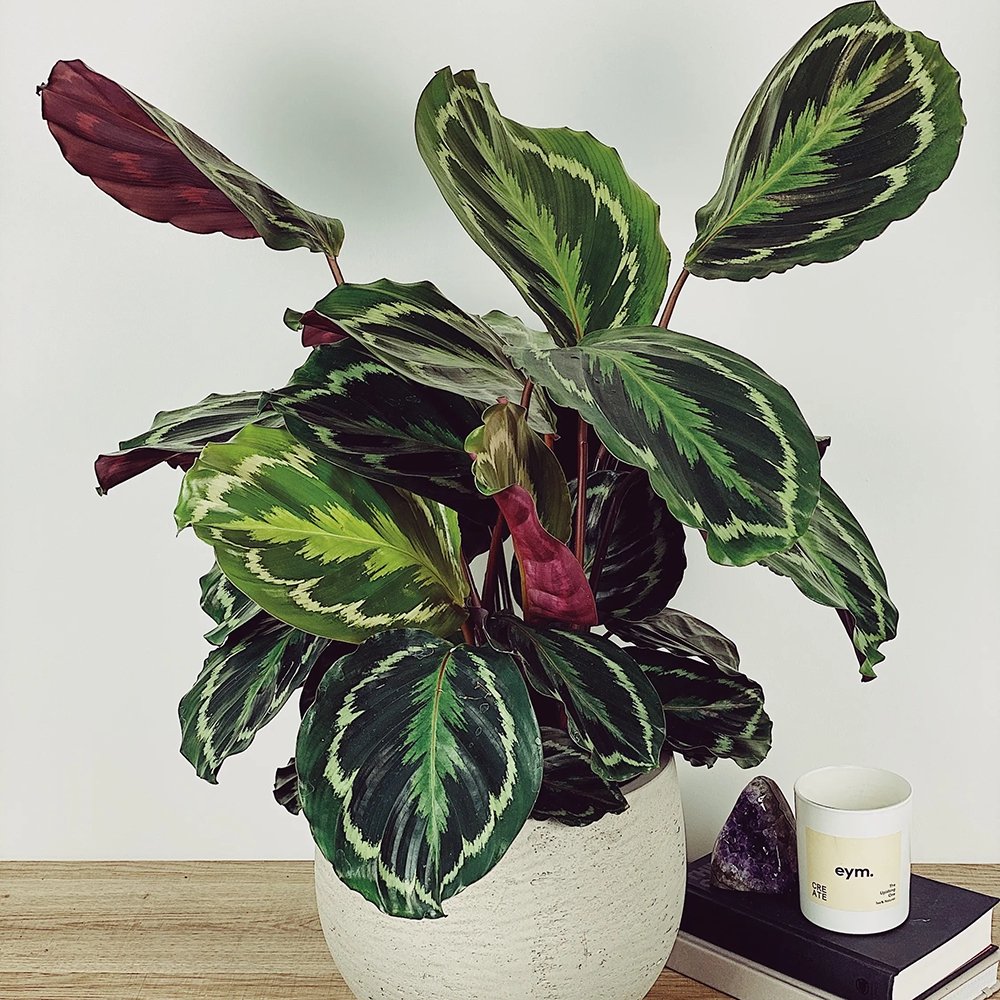 Planta Paun (Calathea Medalion) - 95 cm - VERDENA-95 cm inaltime, livrat in ghiveci de 4.5 l