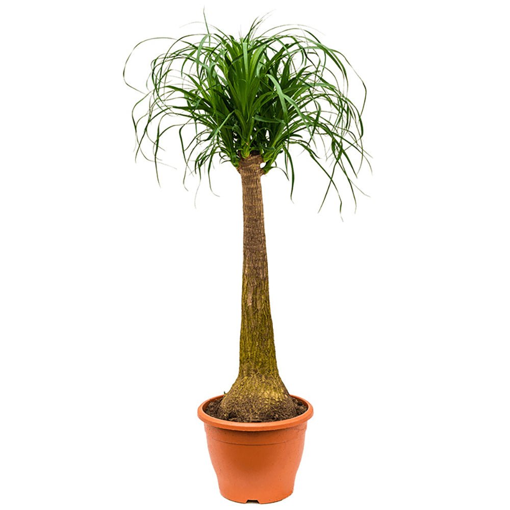 Planta Picior de Elefant (Beaucarnea Recurvata) - 120 Cm - VERDENA-120 cm inaltime in ghiveci de 12.5 l