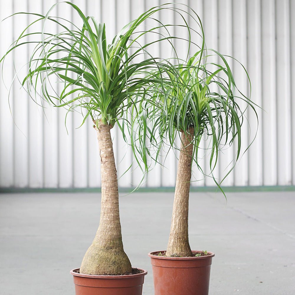 Planta Picior de Elefant (Beaucarnea Recurvata) - 120 Cm - VERDENA-120 cm inaltime in ghiveci de 12.5 l