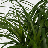Planta Picior de Elefant (Beaucarnea Recurvata) - 120 Cm - VERDENA-120 cm inaltime in ghiveci de 12.5 l