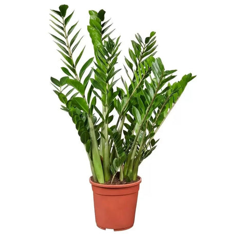 Planta ZZ (Zamioculcas zamiifolia) - 105 cm ghiveci 9 l - VERDENA-105 cm inaltime livrat in ghiveci de 9 l