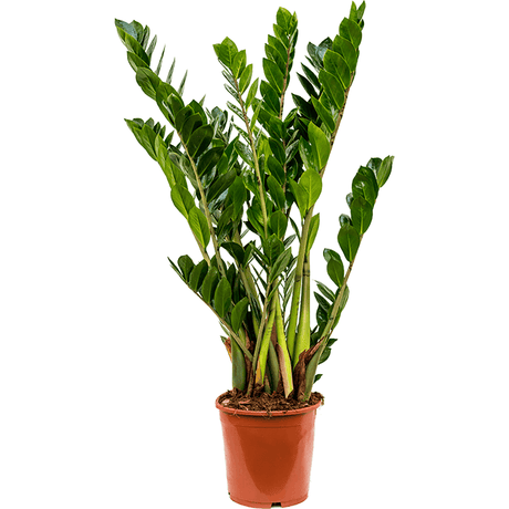 Planta ZZ (Zamioculcas zamiifolia), 110 cm la livrare, in ghiveci Ø 21 cm