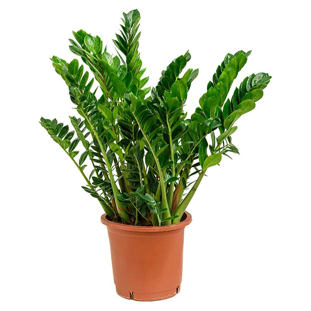Planta ZZ (Zamioculcas zamiifolia) - 115 cm - VERDENA-115 cm inaltime livrat in ghiveci de 6 L