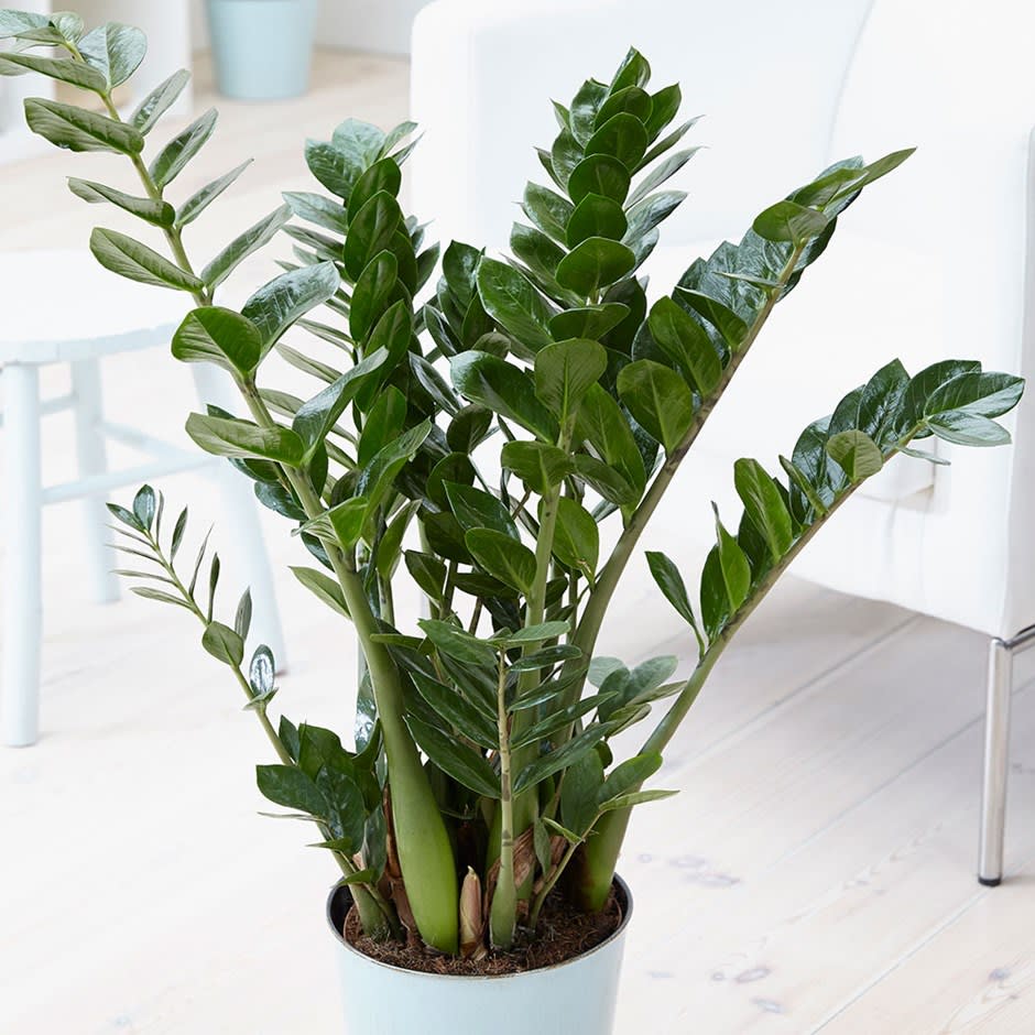 Planta ZZ (Zamioculcas zamiifolia) - 125 cm - VERDENA-125 cm inaltime livrat in ghiveci de 9 l