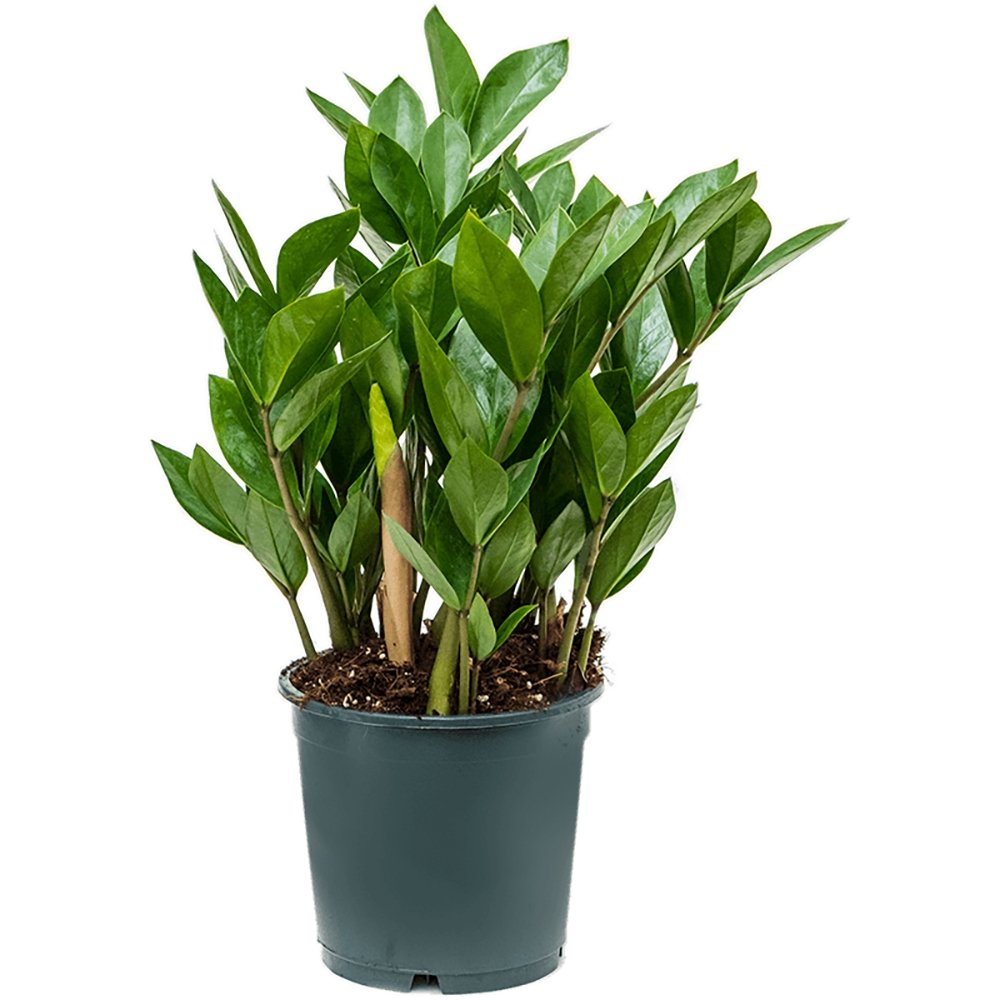 Planta Zz (Zamioculcas Zamiifolia) - 40/50 Cm - VERDENA-40-50 cm inaltime in ghiveci de 1.2 l
