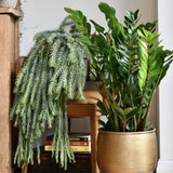 Planta ZZ (Zamioculcas zamiifolia) - 50 cm - VERDENA-50 cm la livrare in ghiveci Ø 12 cm