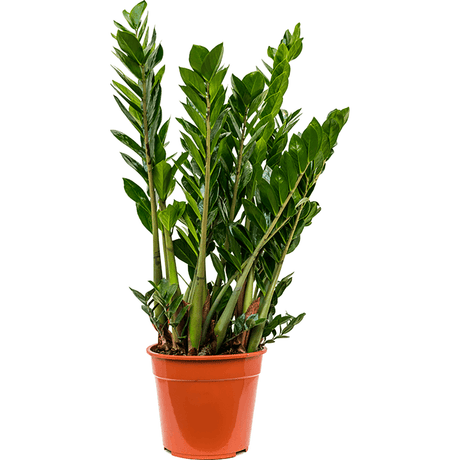 Planta ZZ (Zamioculcas zamiifolia ), 70 cm la livrare, in ghiveci de Ø  27 cm