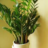 Planta ZZ (Zamioculcas zamiifolia ) - 80 cm - VERDENA-80 cm la livrare in ghiveci de Ø 24 cm