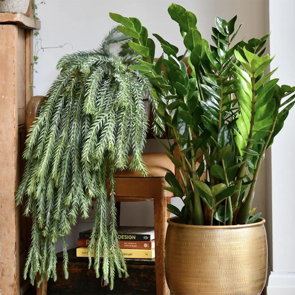 Planta ZZ (Zamioculcas zamiifolia ) - 80/90 cm - VERDENA-80-90 cm la livrare in ghiveci de Ø 24 cm