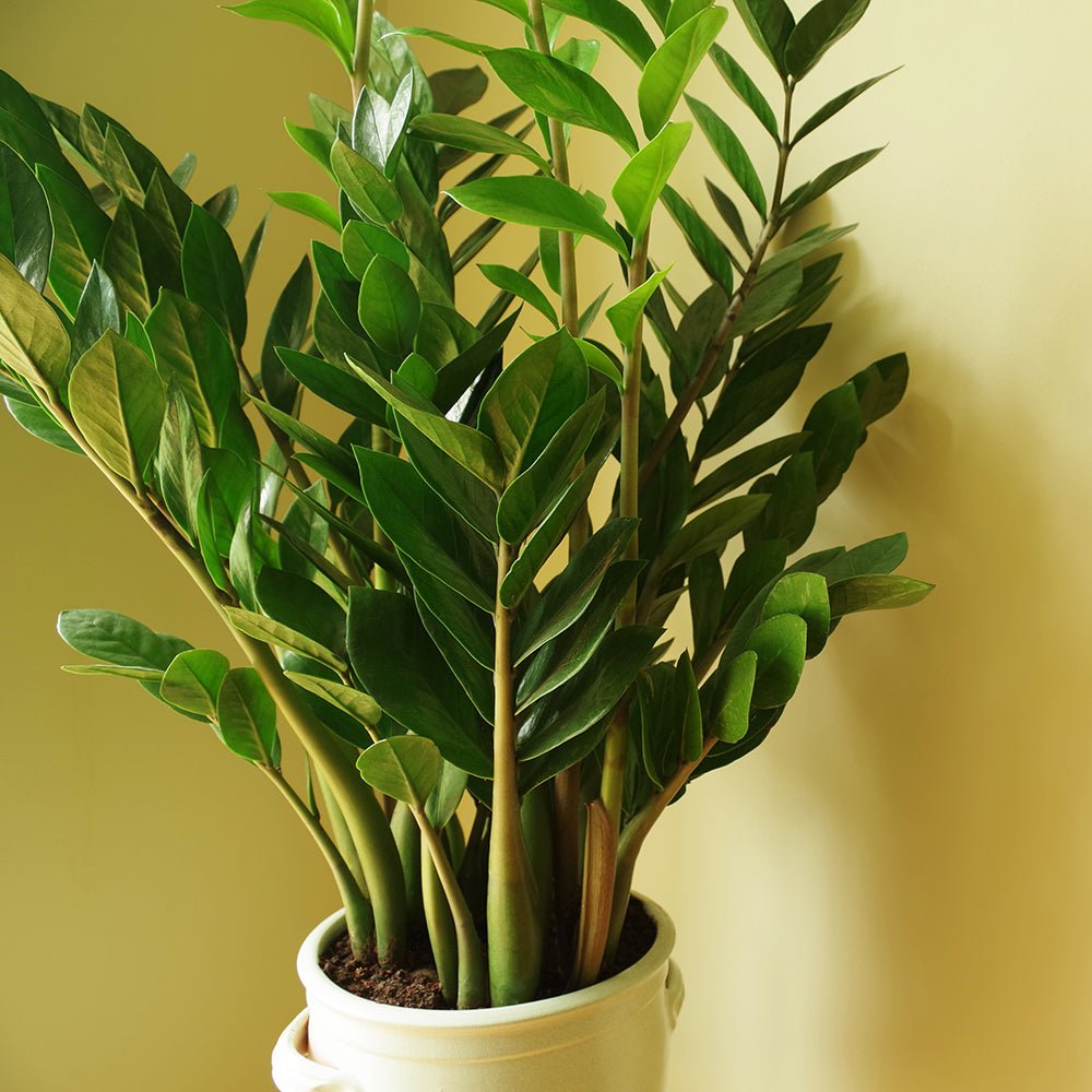 Planta ZZ (Zamioculcas zamiifolia) - 90 cm - VERDENA-90 cm la livrare in ghiveci Ø21 cm