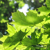 Platan Englezesc (Platanus acerifolia occidentalis) - VERDENA-160-180 cm inaltime, livrat in ghiveci de 5 l