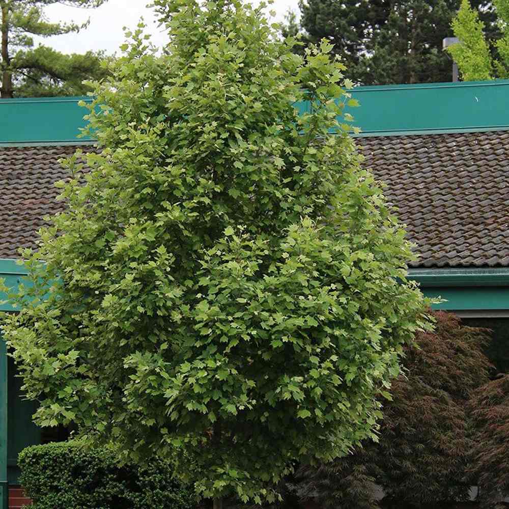 Platan Englezesc (Platanus acerifolia occidentalis) - VERDENA-160-180 cm inaltime, livrat in ghiveci de 5 l