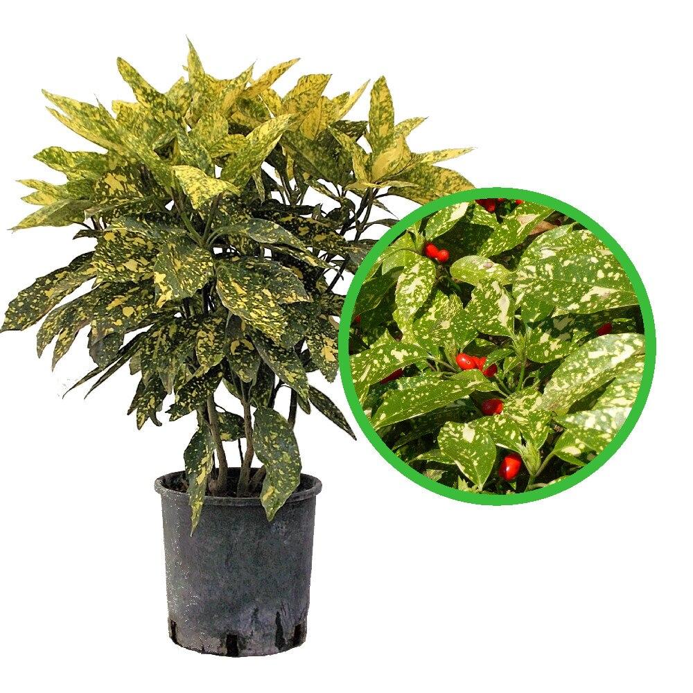 Pom de aur japonez Aucuba Crotonifolia, 50-70 cm inaltime, in ghiveci de 7.5L