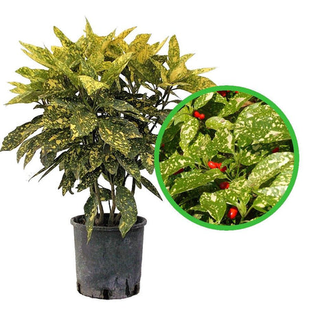 Pom de Aur Japonez Aucuba Crotonifolia